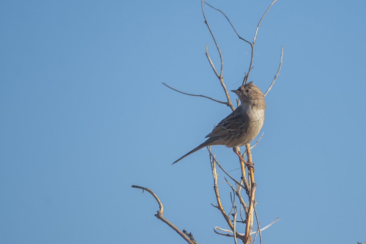 Mongolian Accentor - ML646150099