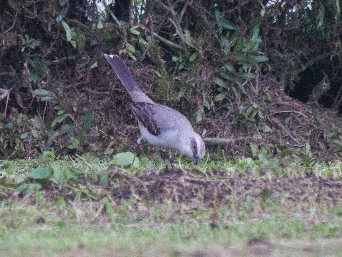 Tropikal Taklitçi - ML646150108