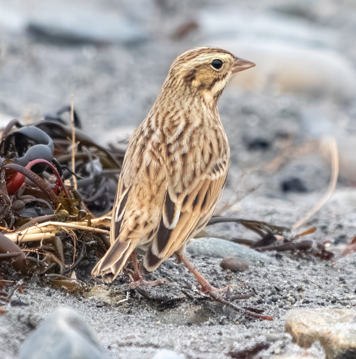 Savannah Serçesi (princeps) - ML646150111