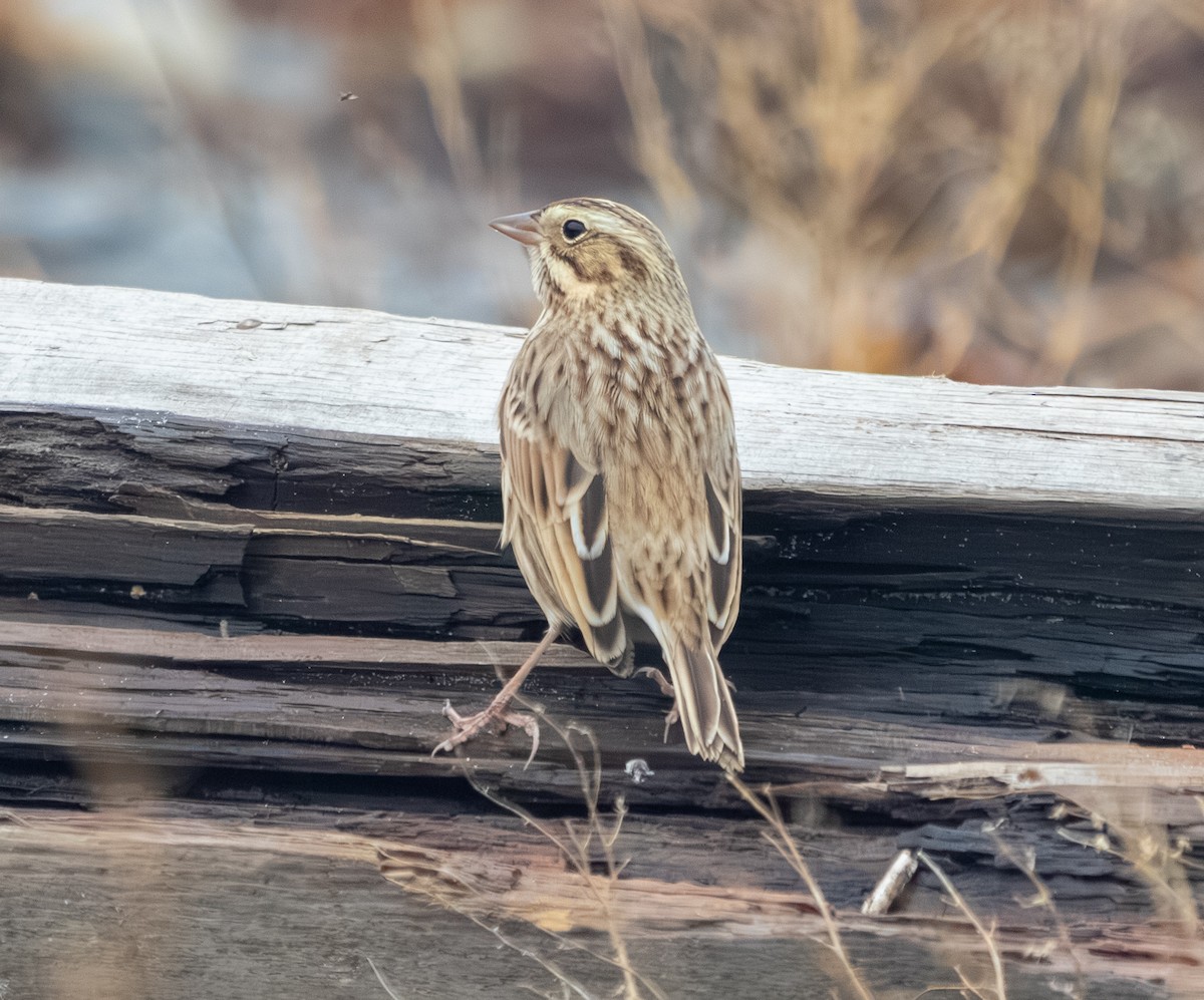 Savannah Serçesi (princeps) - ML646150112