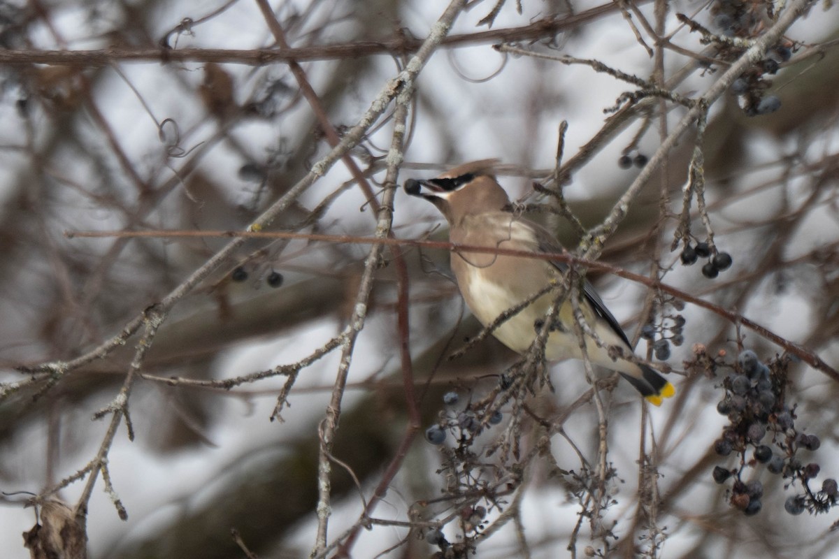 Cedar Waxwing - ML646150118