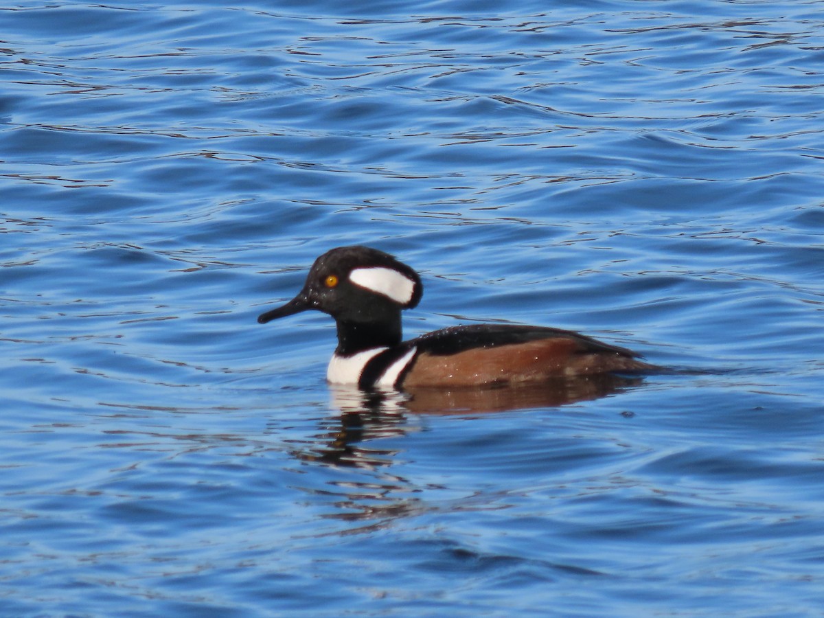 Hooded Merganser - ML646150120