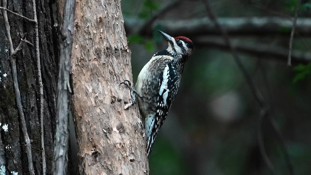 Дятел-смоктун жовточеревий - ML646150128