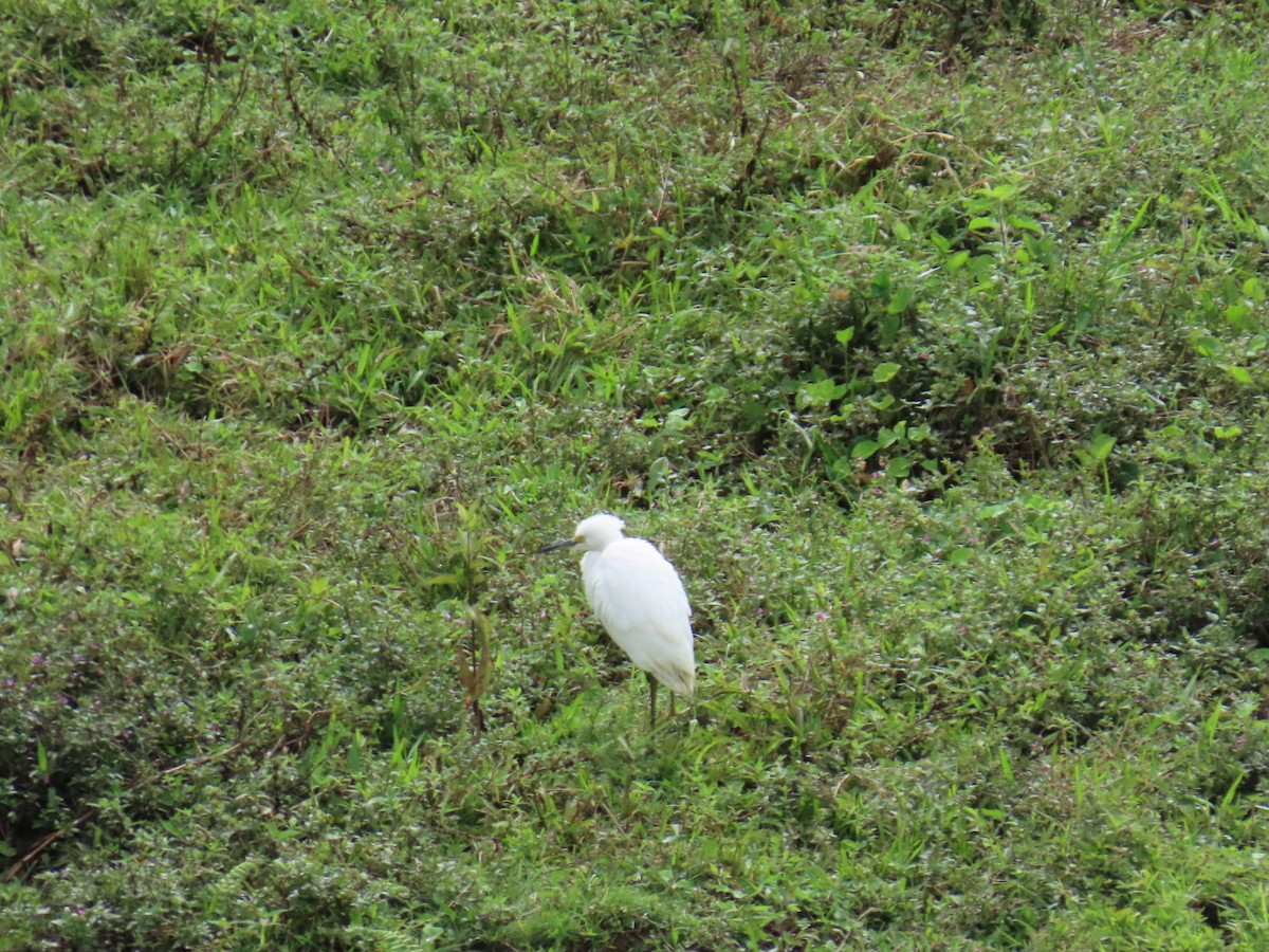 Snowy Egret - ML646150131
