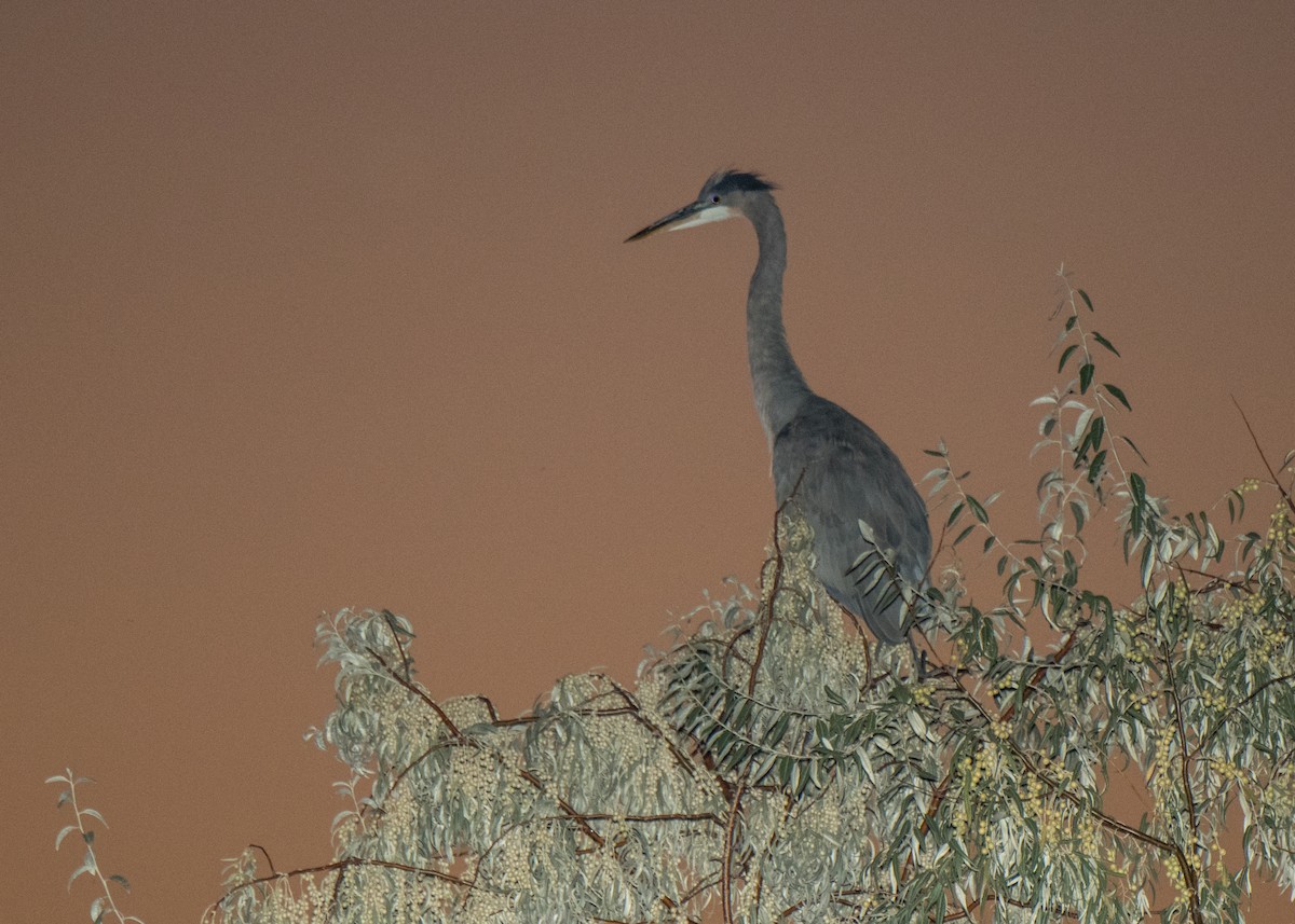 Great Blue Heron - ML646150136