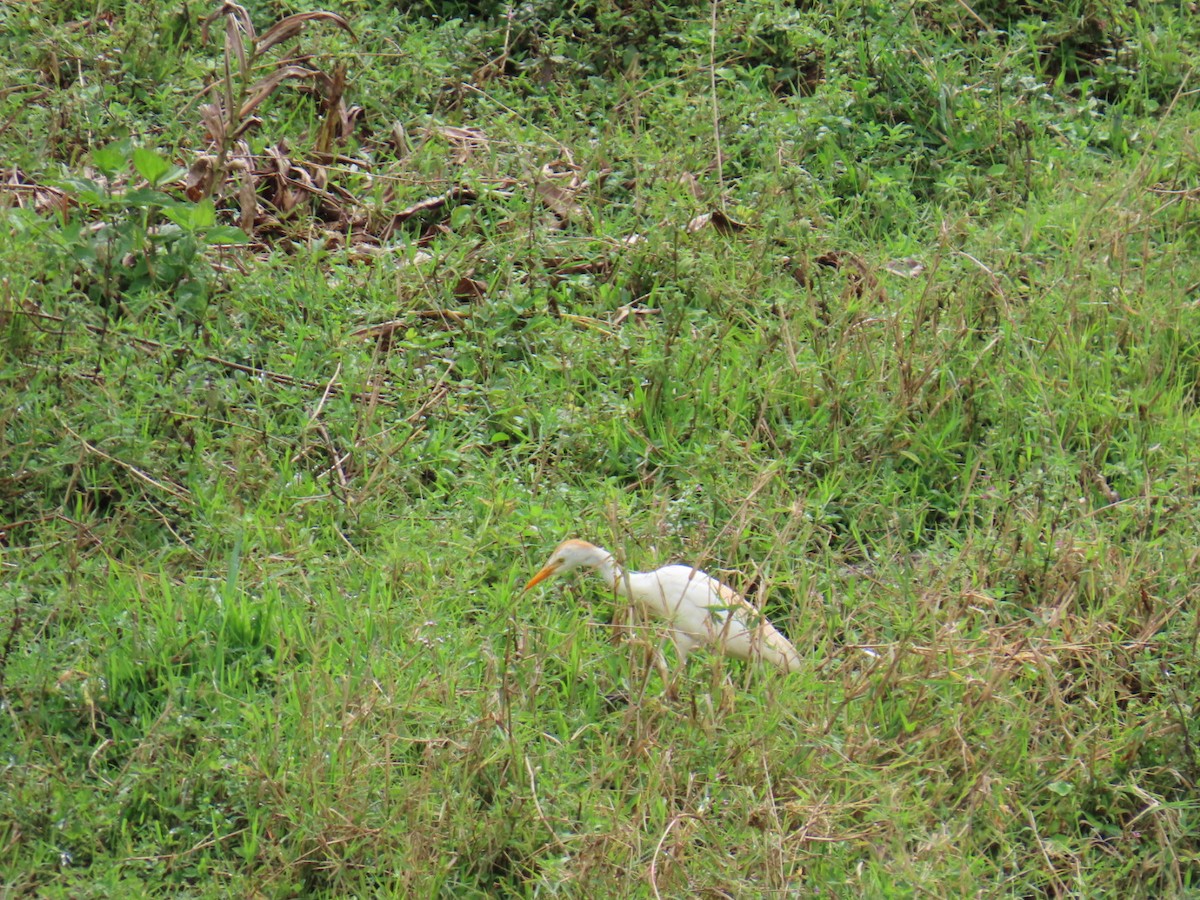 Western Cattle-Egret - ML646150137