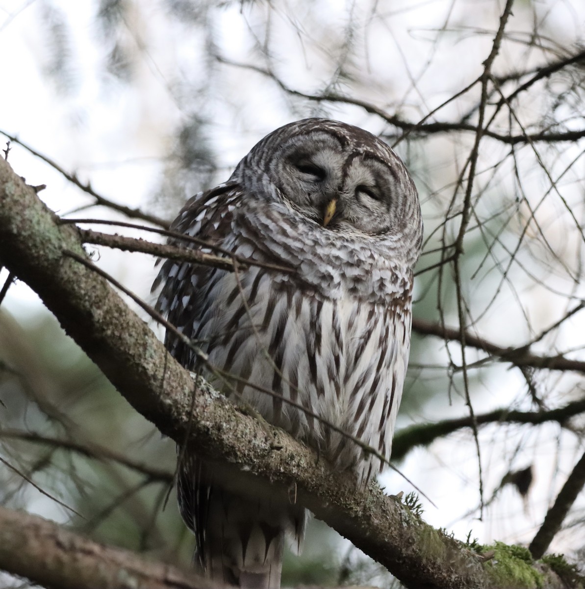 Çizgili Baykuş - ML646150140