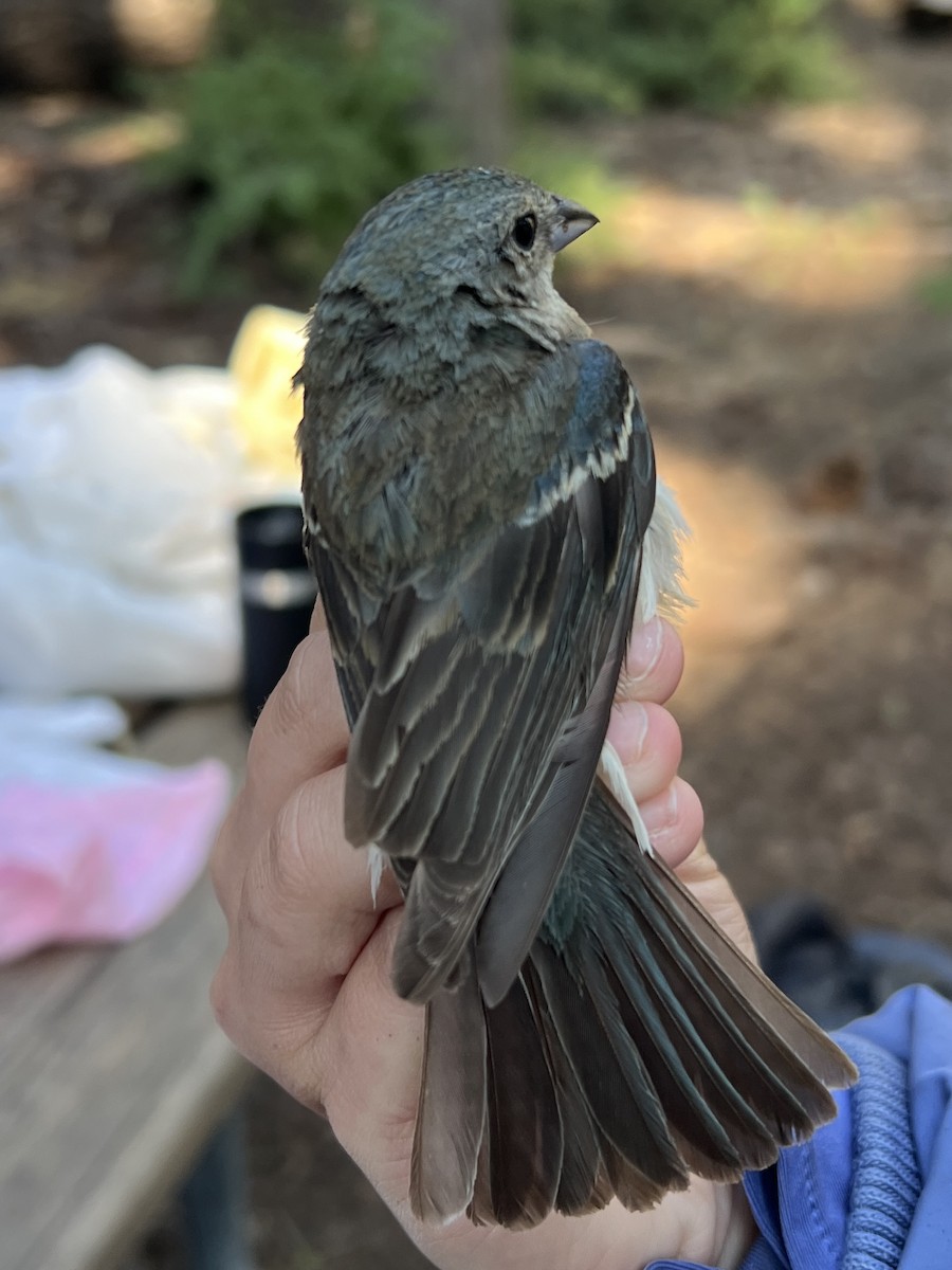 Lazuli Bunting - ML646150143