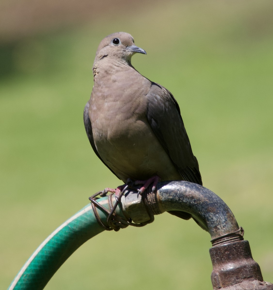 Eared Dove - ML646150144