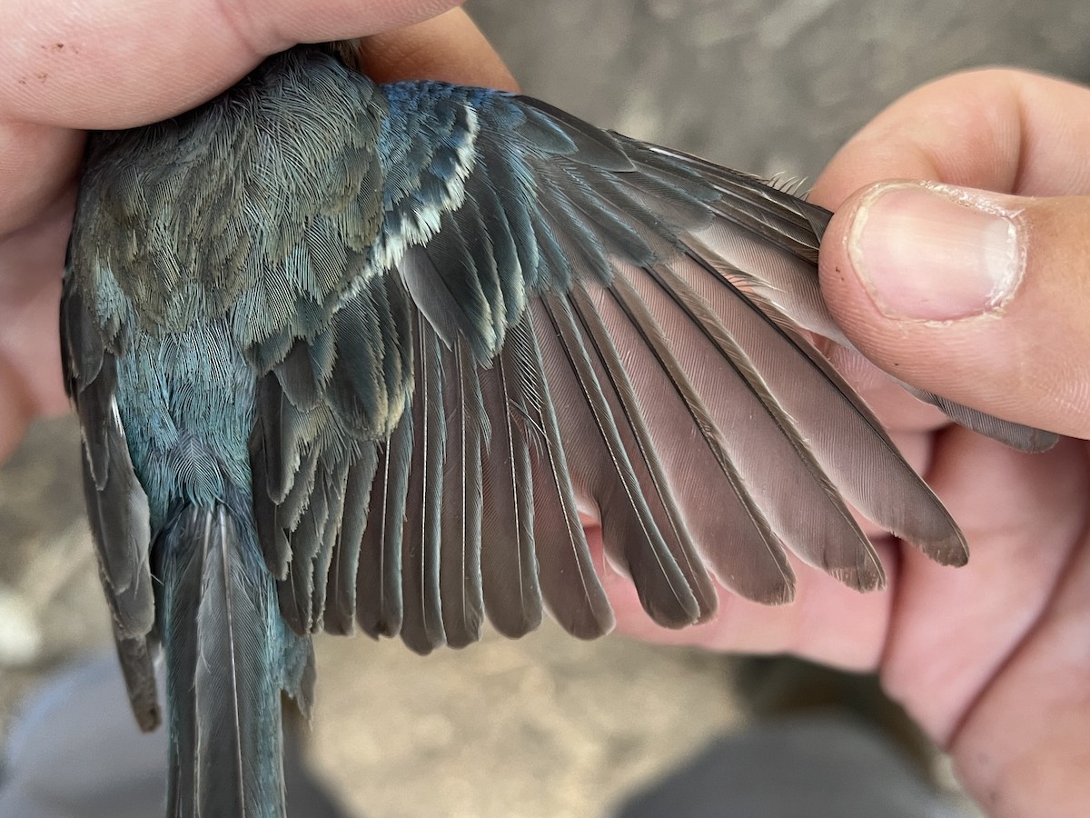 Lazuli Bunting - ML646150145