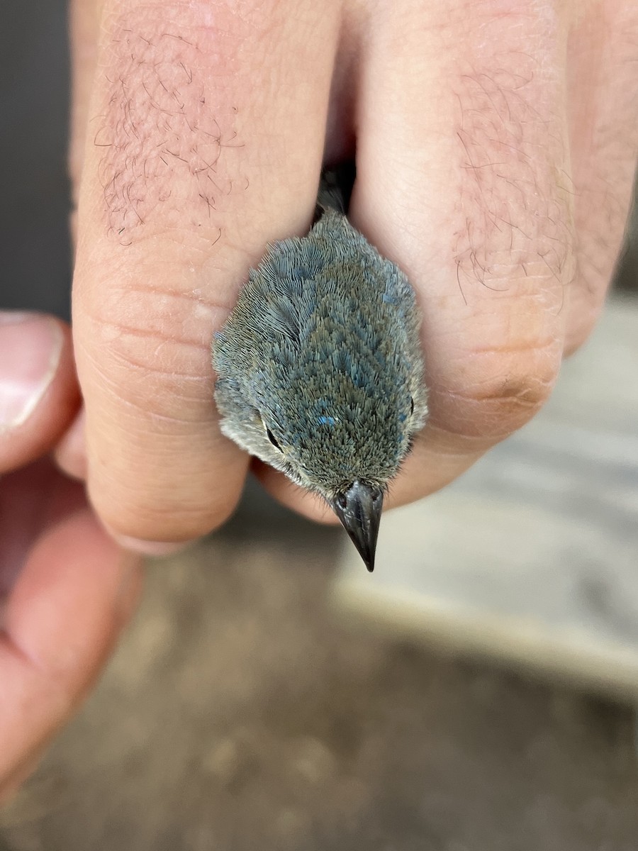 Lazuli Bunting - ML646150146