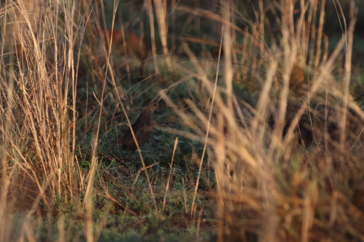 Boz Bıldırcın - ML646150148