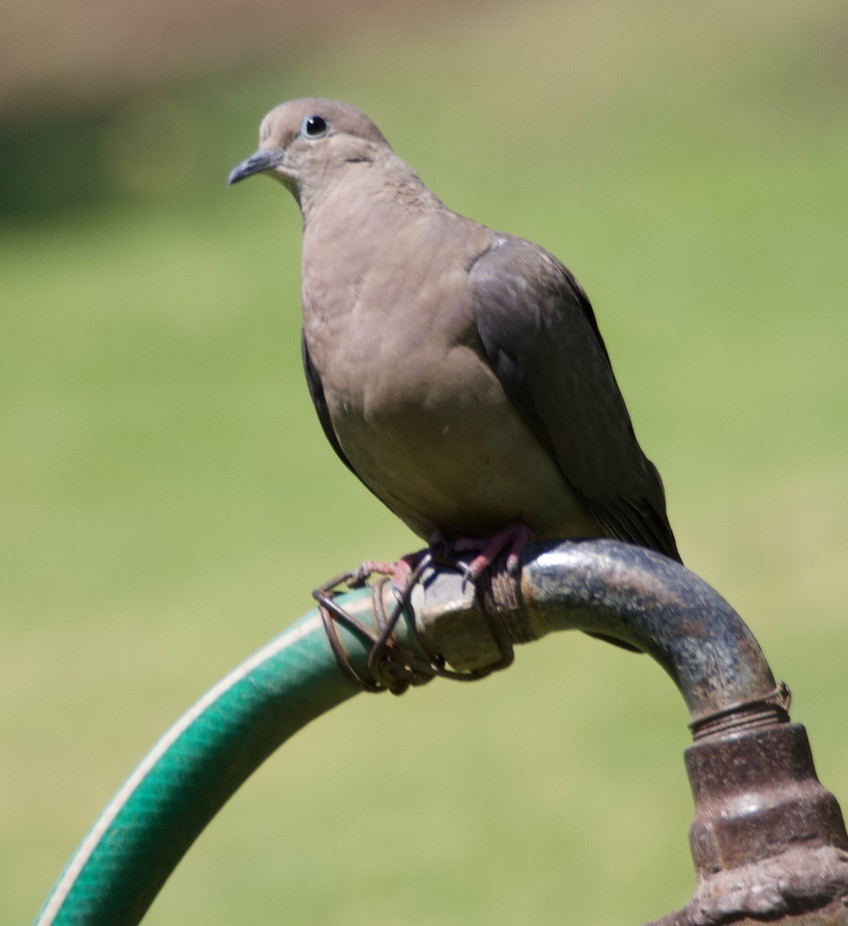 Eared Dove - ML646150152