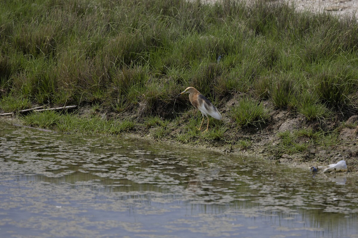 Malay Alaca Balıkçılı - ML646150153