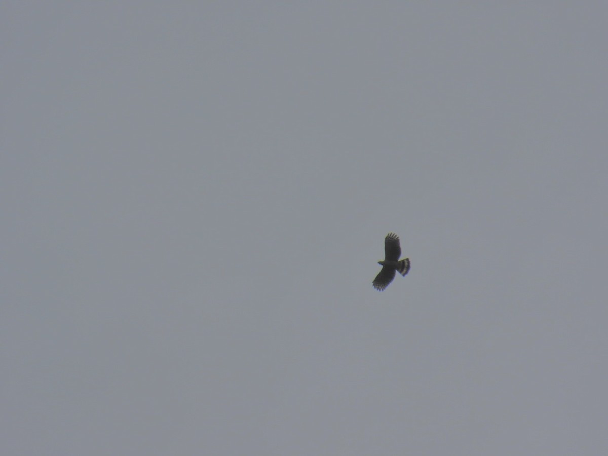 Hook-billed Kite - ML646150155