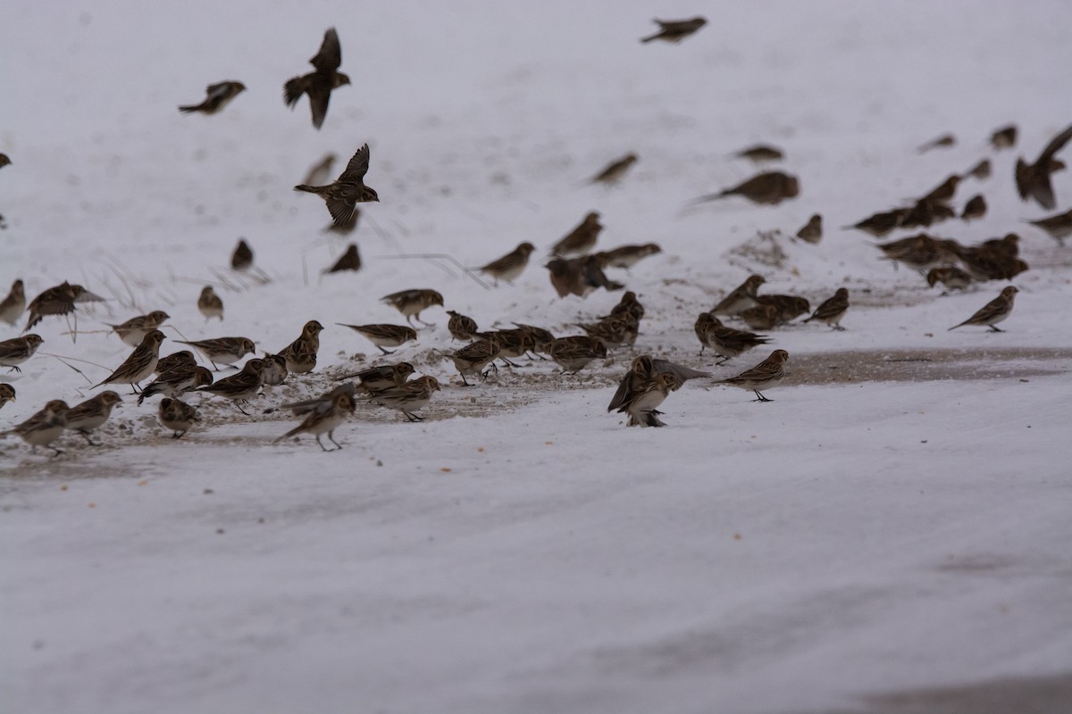 Escribano Lapón - ML646150157