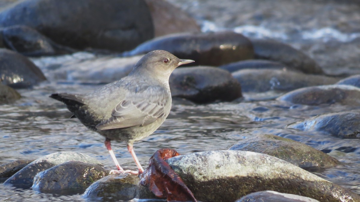 Ur-zozo iparramerikarra - ML646150158