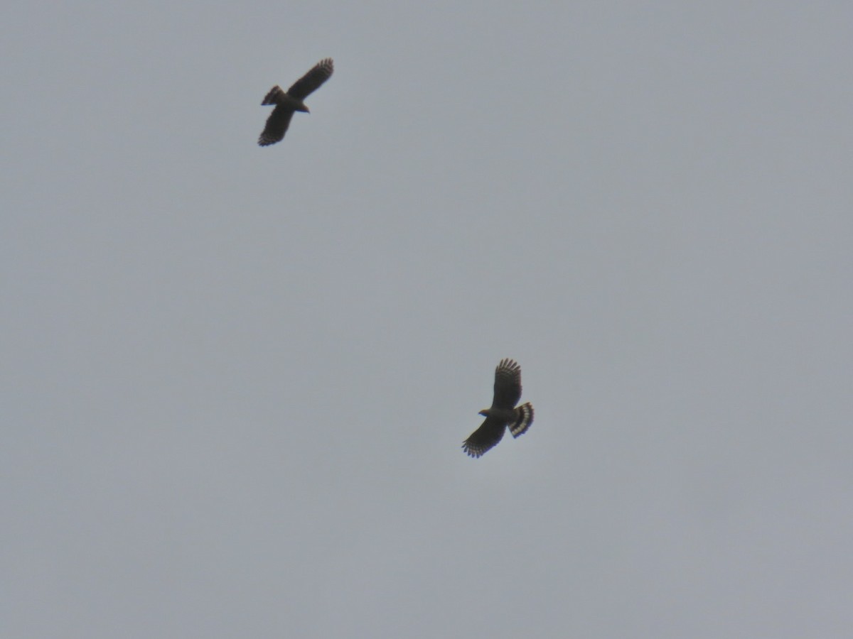 Hook-billed Kite - ML646150160