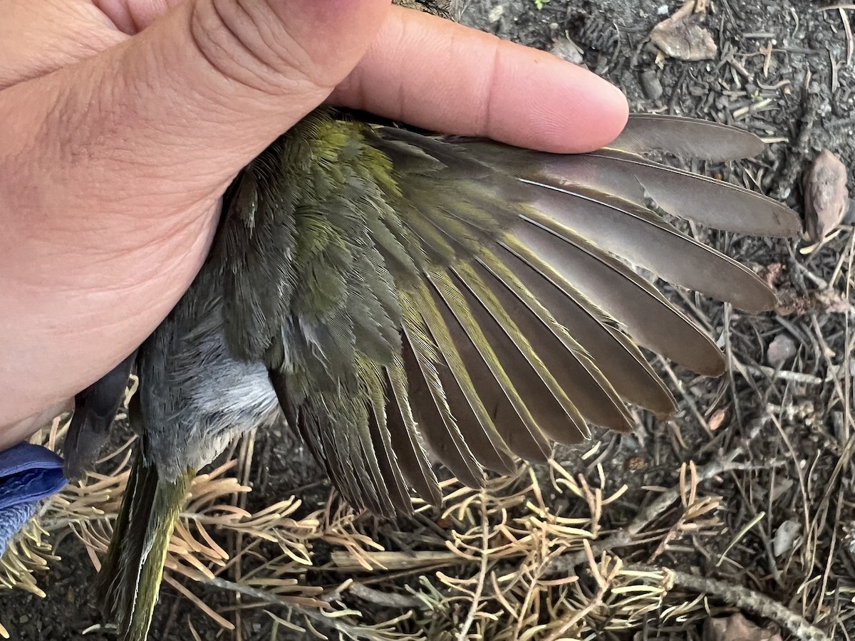 Green-tailed Towhee - ML646150163