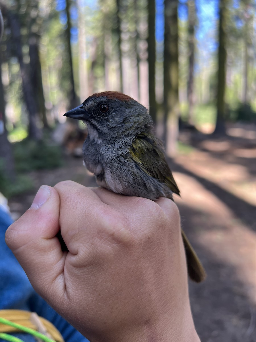 Green-tailed Towhee - ML646150164