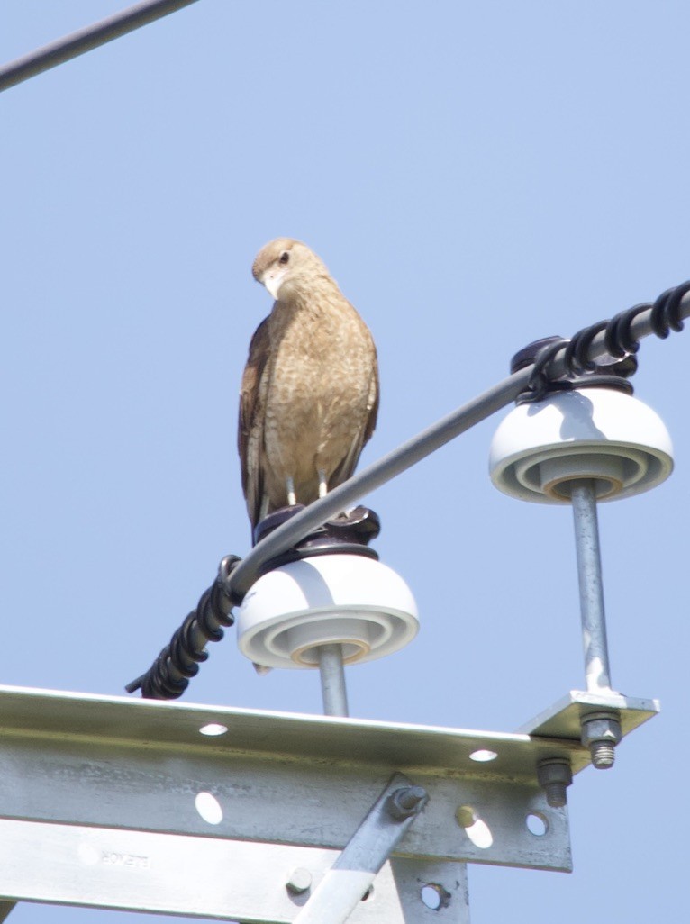 Chimango Caracara - ML646150168