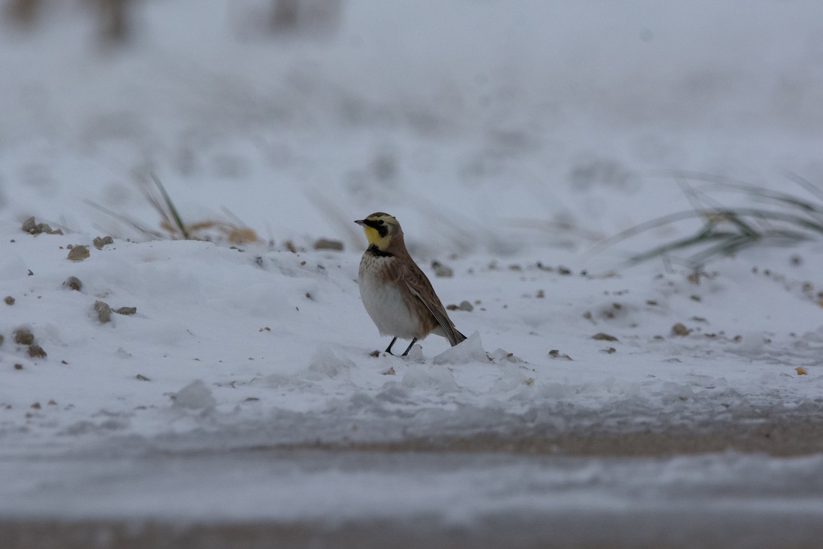 Alondra Cornuda - ML646150169