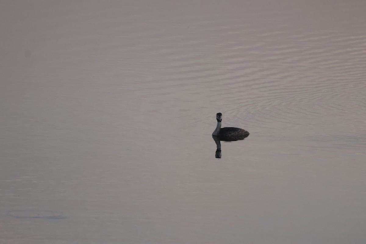 Great Crested Grebe - ML646150174