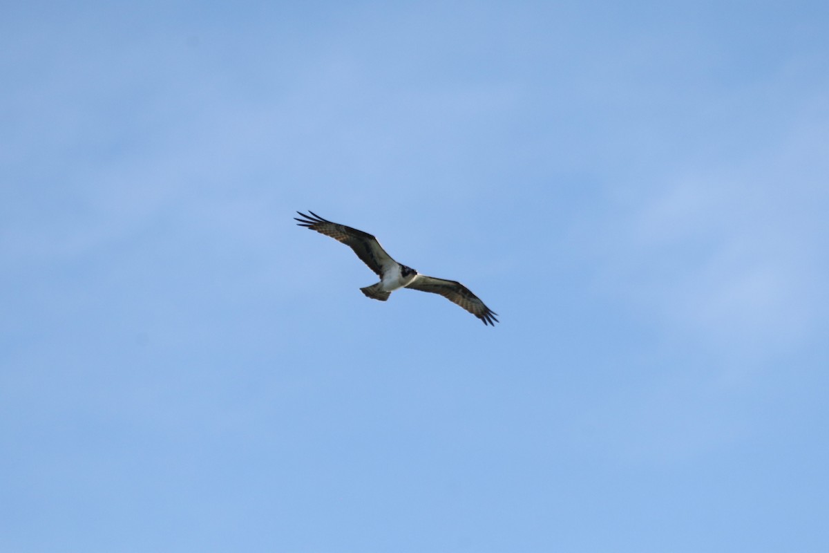 Osprey - ML646150177