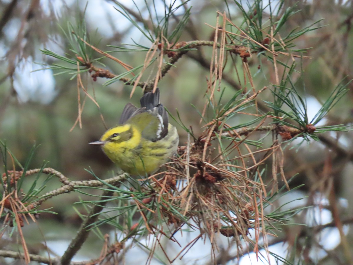 Townsend's Warbler - ML646150179