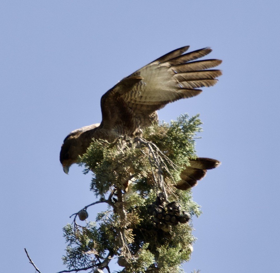 Chimango Caracara - ML646150180