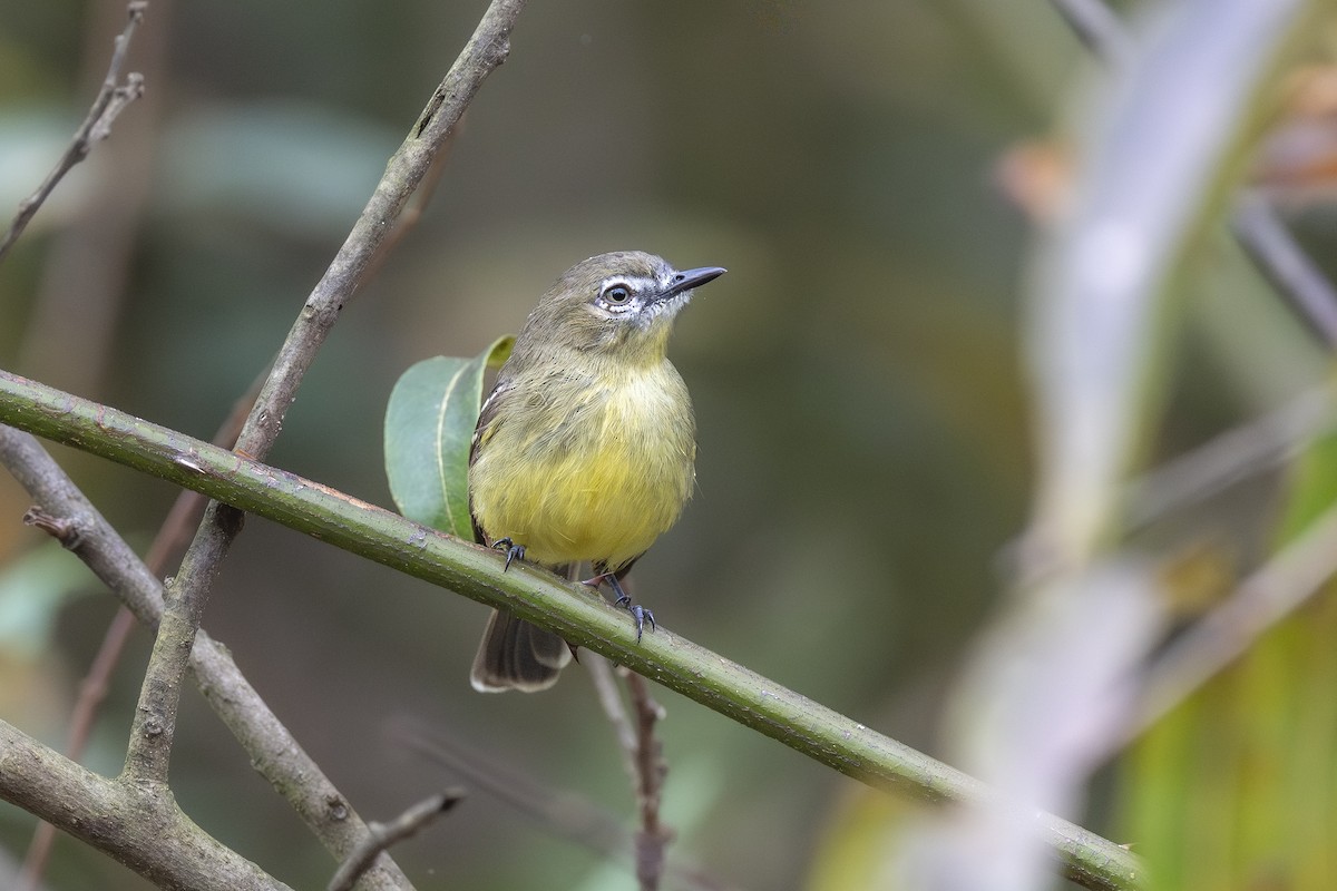 Amazonian Tyrannulet - ML646150181
