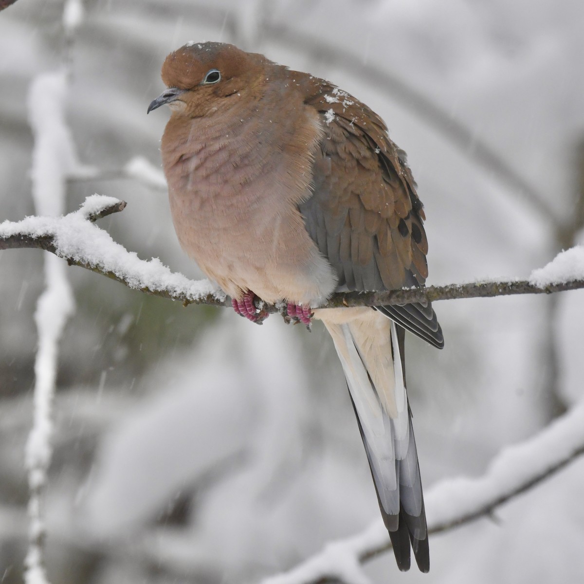 Mourning Dove - ML646150182