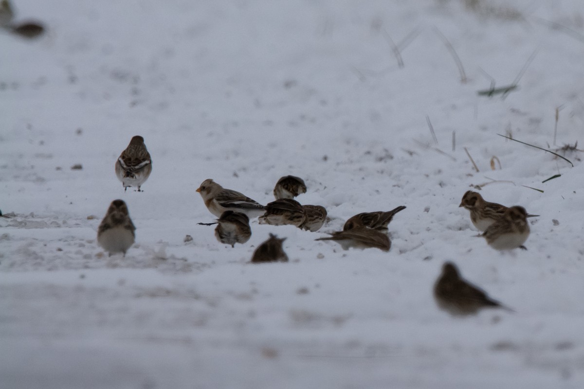 Escribano Nival - ML646150183