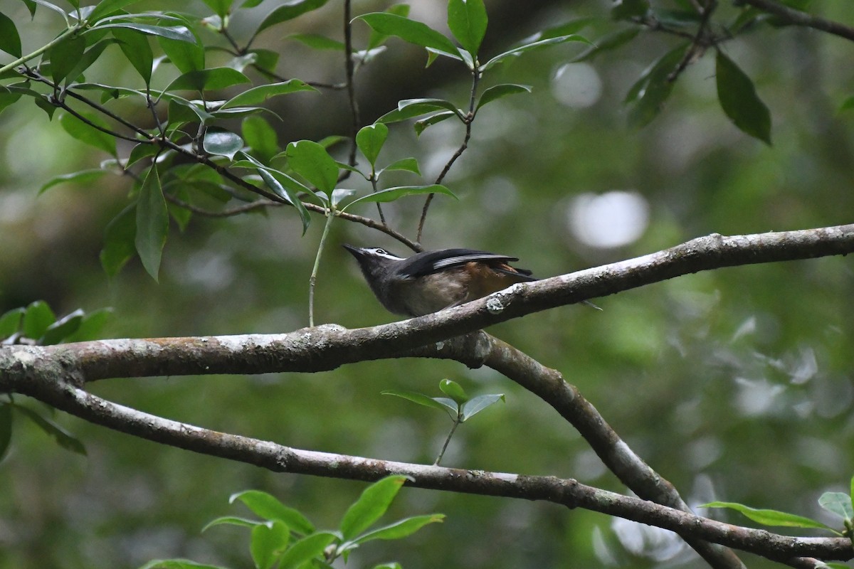 ミミジロチメドリ - ML646150185