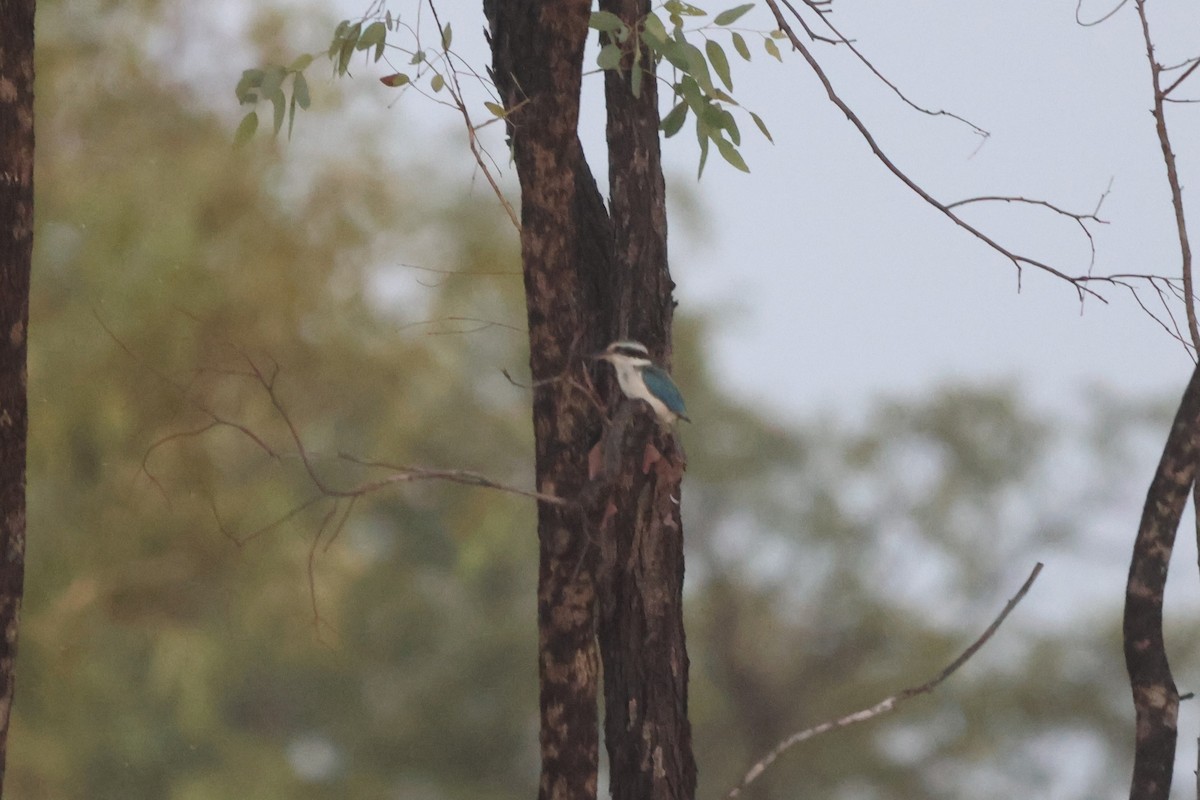 Альціон рудогузий - ML646150189