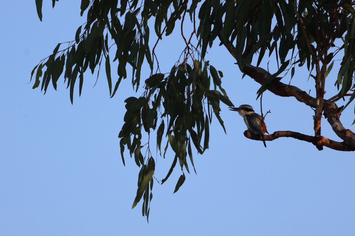 Альціон рудогузий - ML646150190