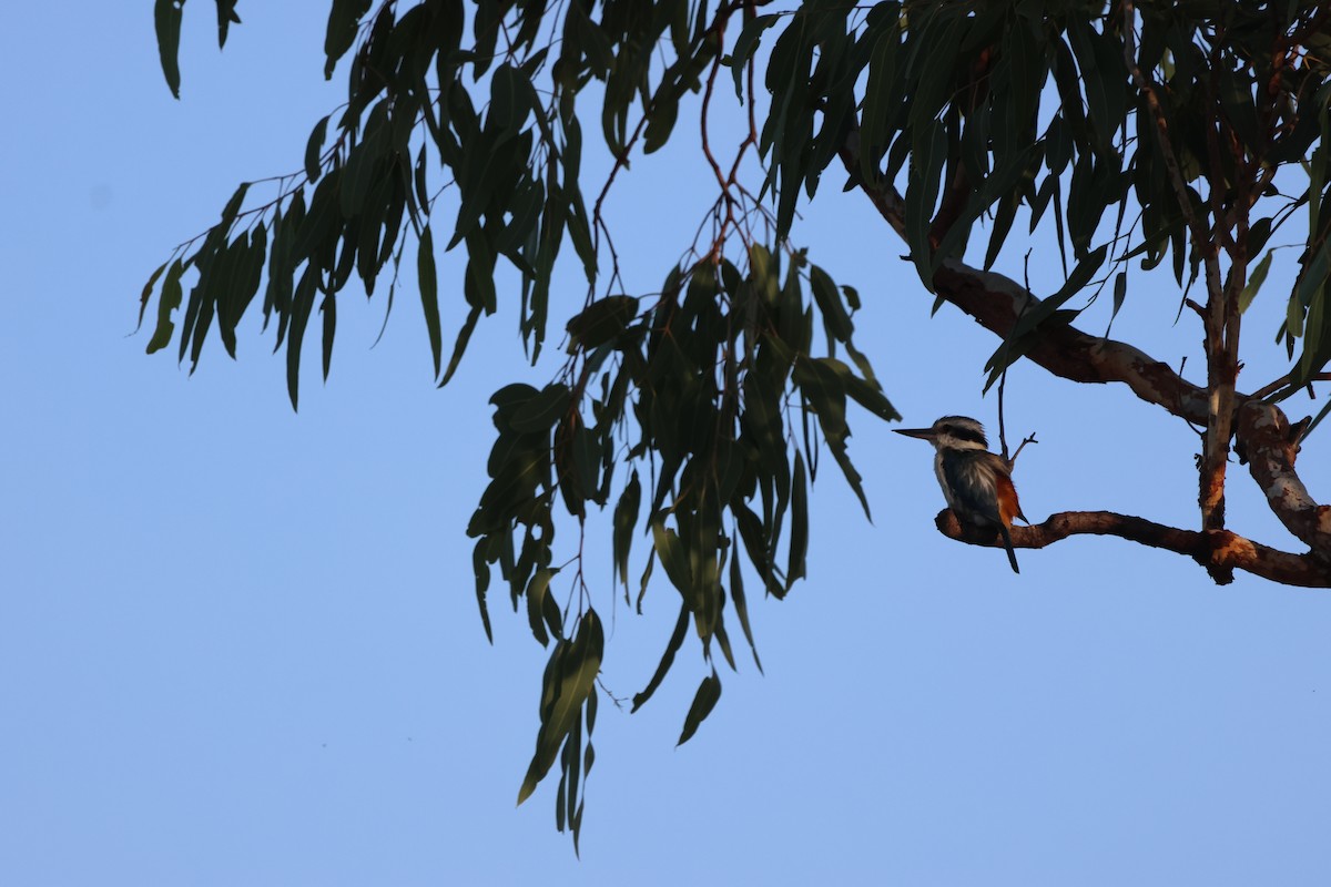 Альціон рудогузий - ML646150191