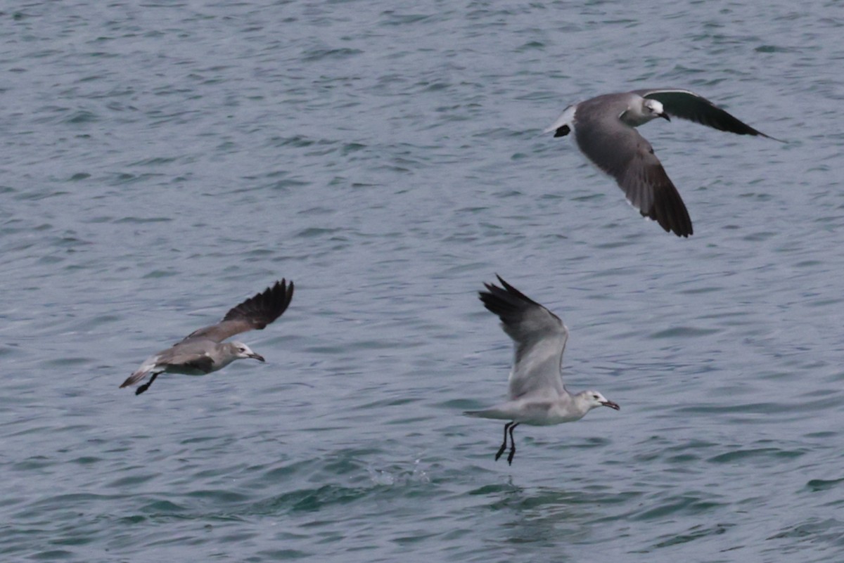 Mouette atricille - ML646150192