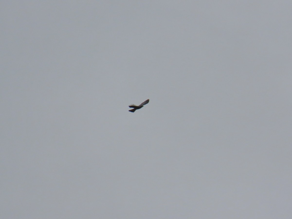 Hook-billed Kite - ML646150198