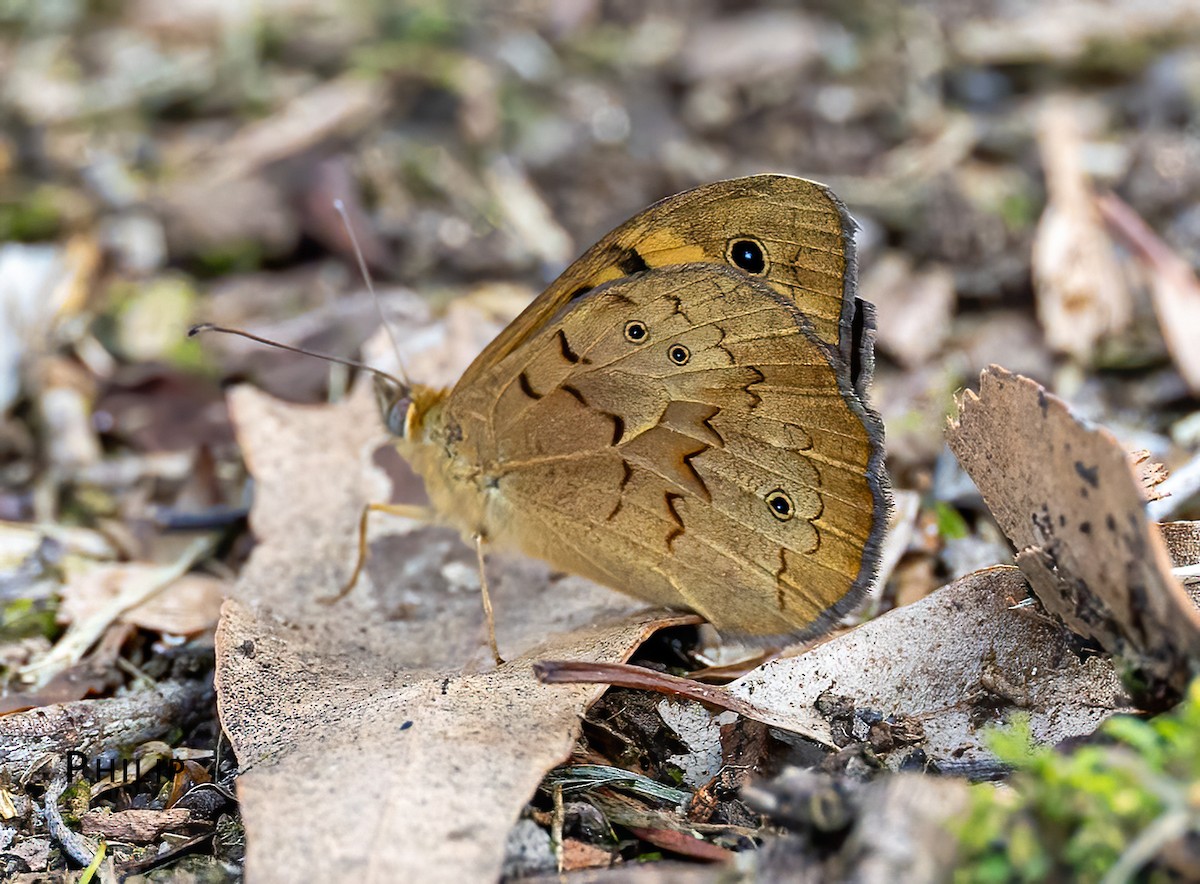 Animals - ML646150199