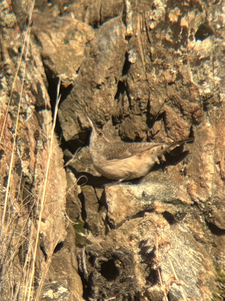 Rock Wren - ML646150213