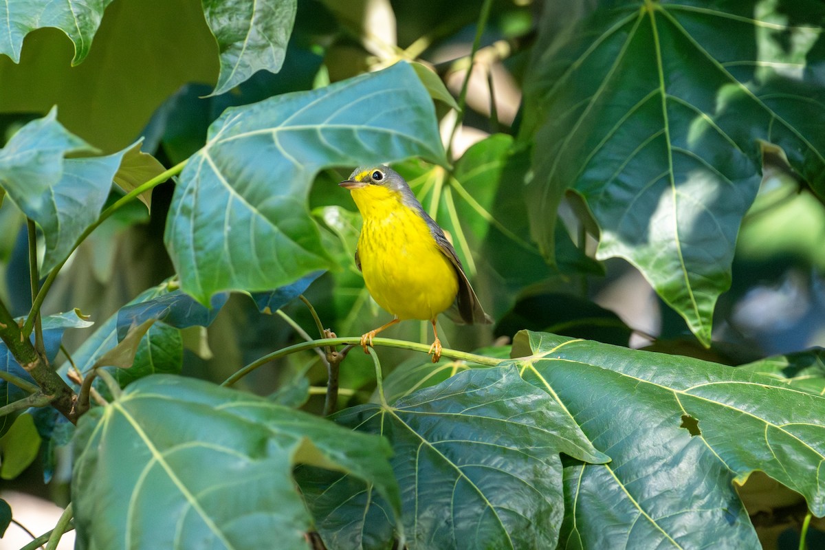 Канадская вильсония - ML646150214