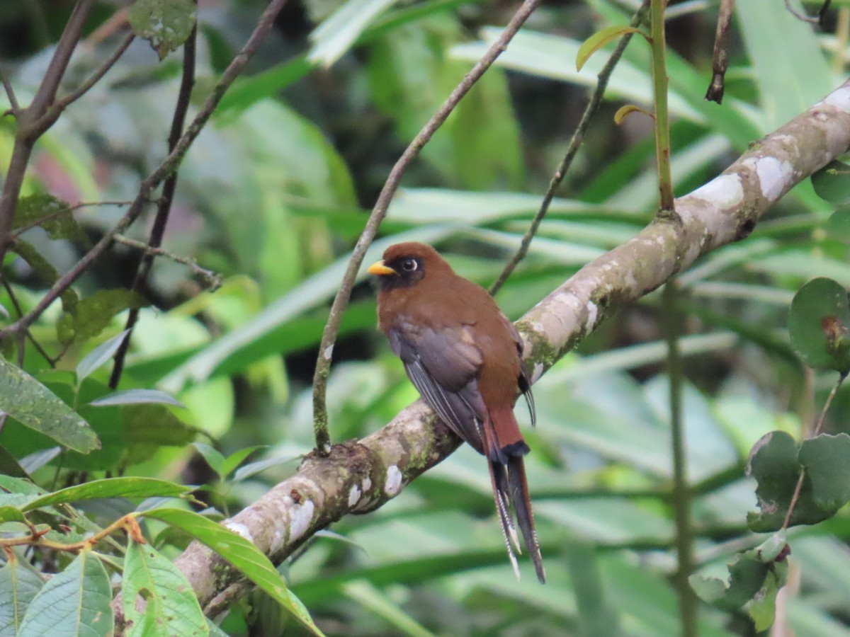 Masked Trogon - ML646150215