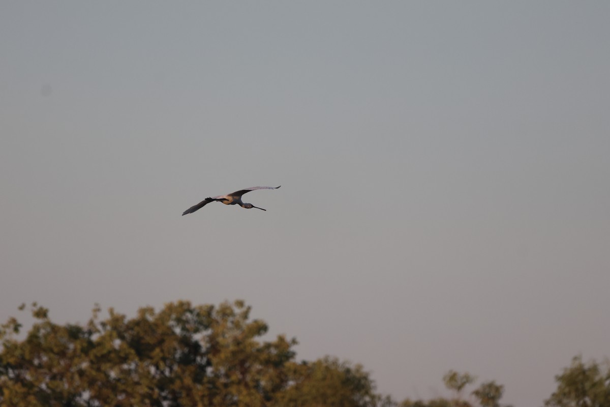 オーストラリアヘラサギ - ML646150216