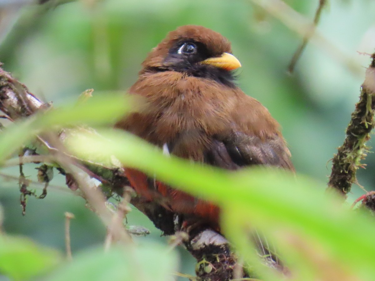 Masked Trogon - ML646150222