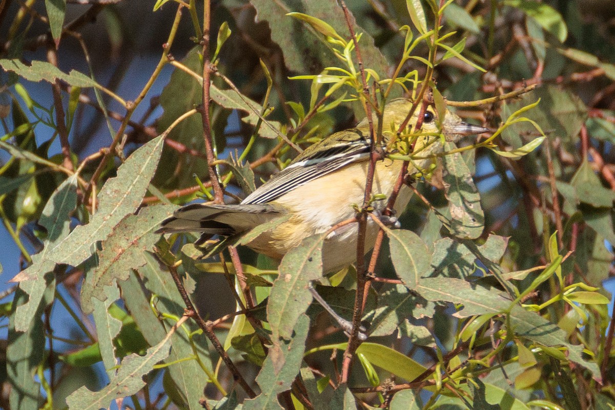 Bay-breasted Warbler - ML646150223