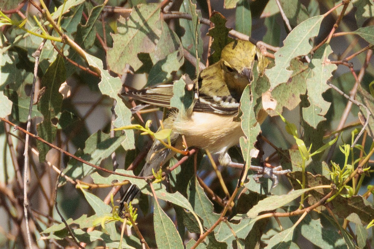 Bay-breasted Warbler - ML646150224