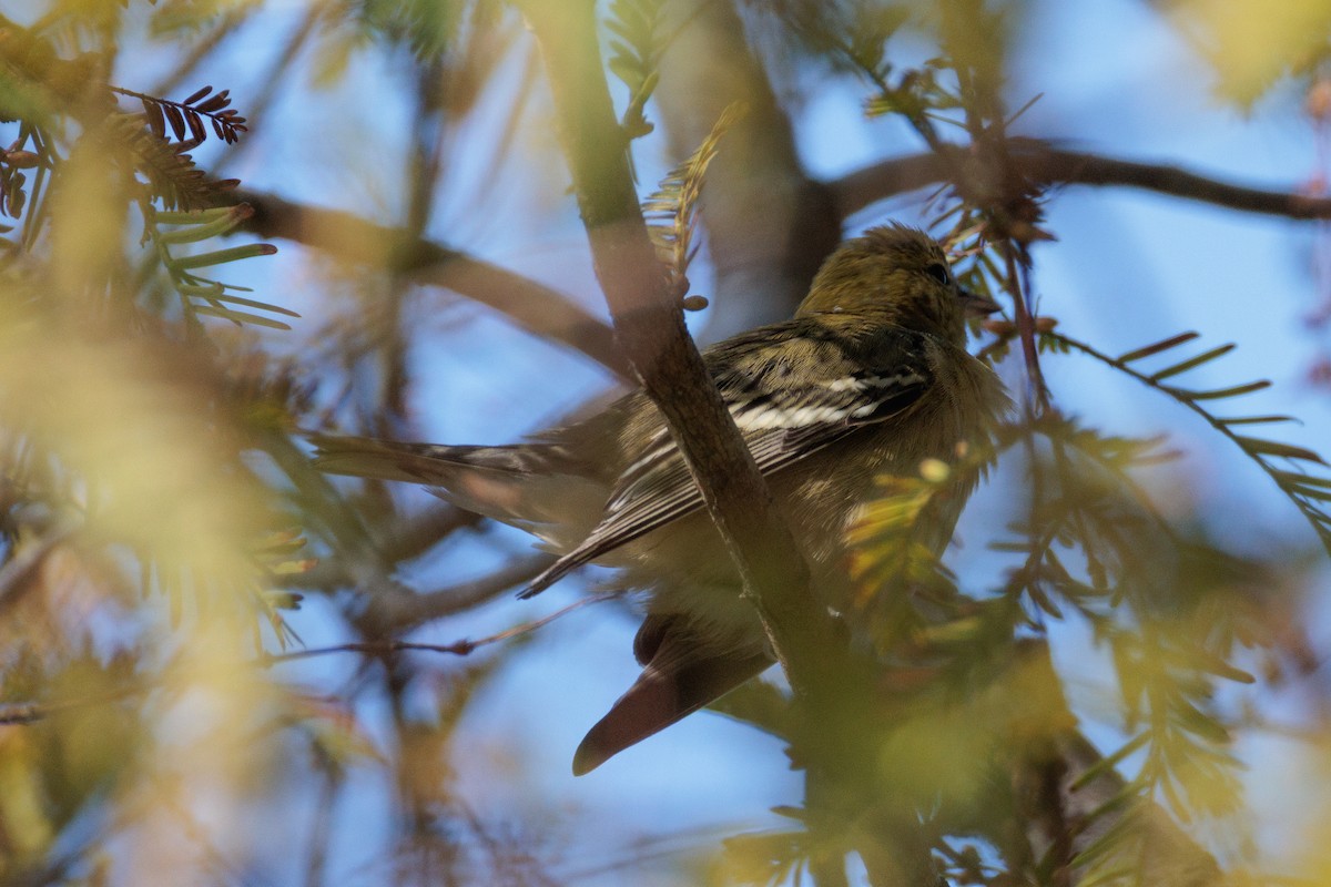 Bay-breasted Warbler - ML646150225