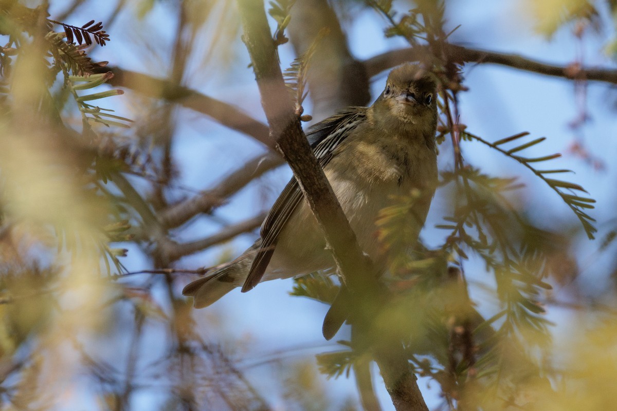 Bay-breasted Warbler - ML646150226