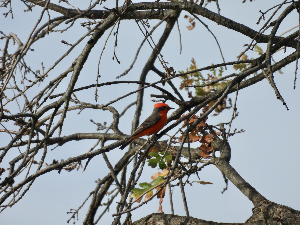 Vermilion Flycatcher - ML646150236